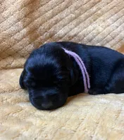 Linda, a female Labrador Retriever for sale in Beaver Dams, NY – 3 of 5