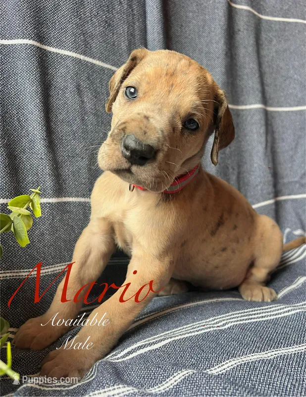 Mario – Great Dane puppy for sale in Beaver Dams, NY