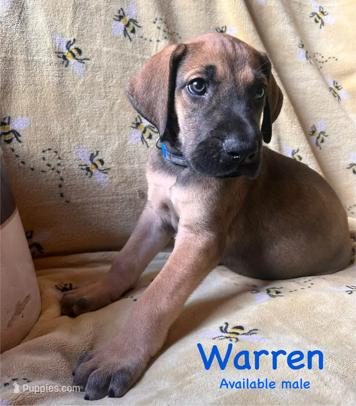 Warren – Great Dane puppy for sale in Beaver Dams, NY