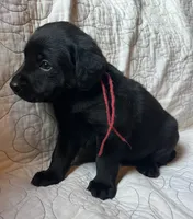 Diane, a female Labrador Retriever for sale in Beaver Dams, NY – 2 of 5