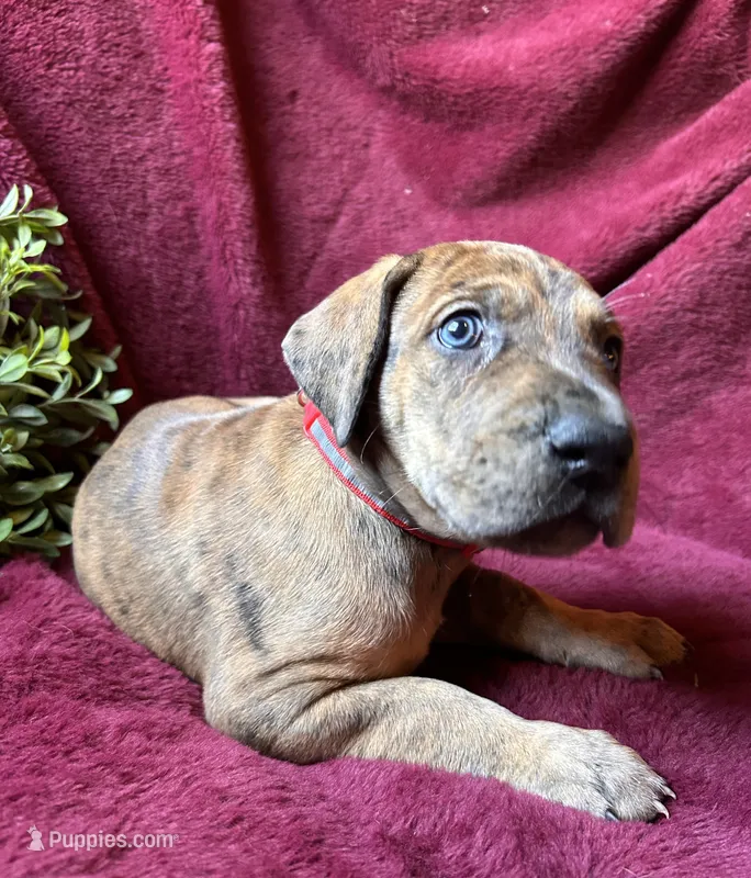 Winston – Great Dane puppy for sale in Beaver Dams, NY