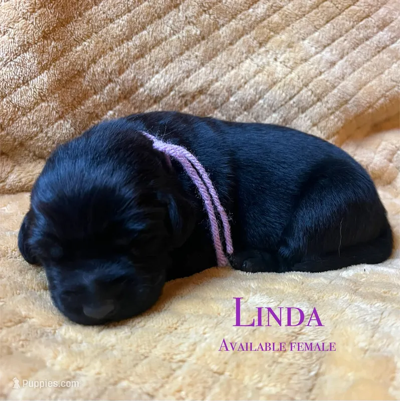 Linda – Labrador Retriever puppy for sale in Beaver Dams, NY