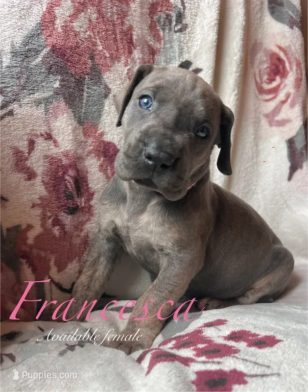 Francesca  – Great Dane puppy for sale in Beaver Dams, NY