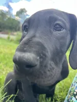 Roma, a female Great Dane for sale in Beaver Dams, NY – 2 of 6