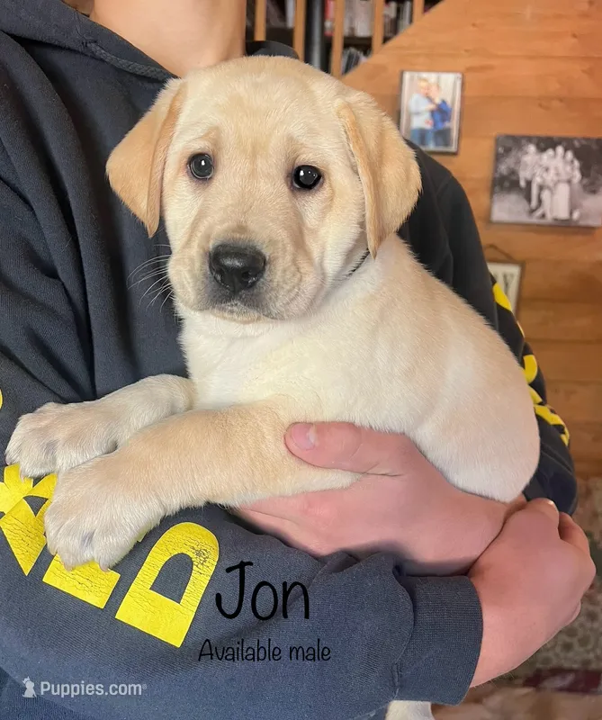 Jon – Labrador Retriever puppy for sale in Beaver Dams, NY