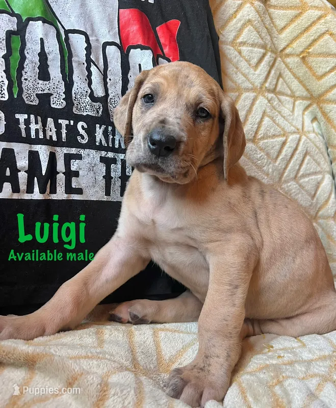 Luigi – Great Dane puppy for sale in Beaver Dams, NY