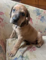 Jellybean, a female Great Dane for sale in Beaver Dams, NY – Photo 3 of 5