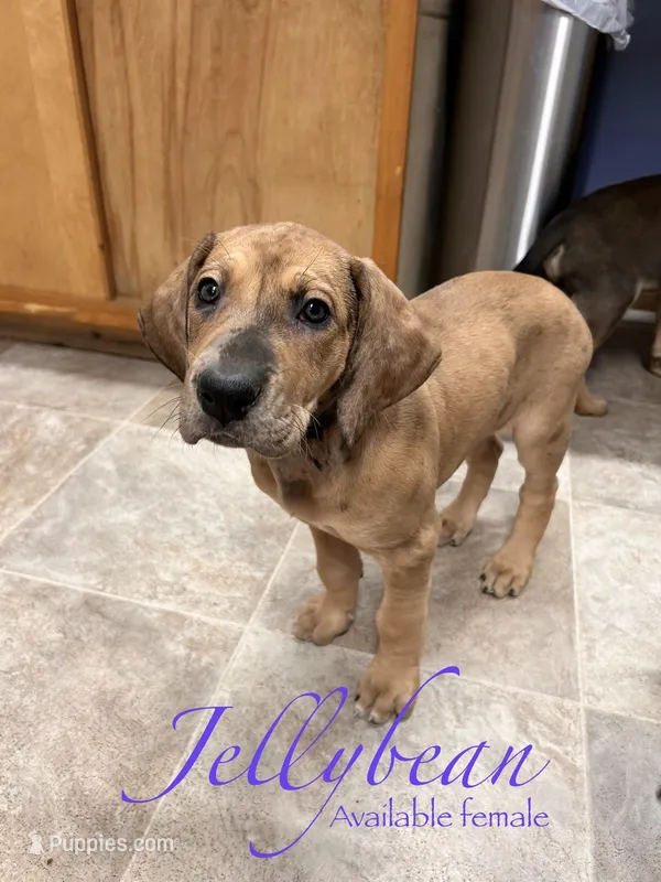 Jellybean – Great Dane puppy for sale in Beaver Dams, NY