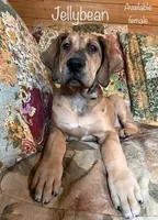 Jellybean, a female Great Dane for sale in Beaver Dams, NY – Photo 1 of 6