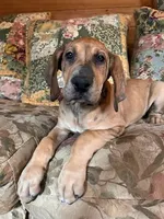 Jellybean, a female Great Dane for sale in Beaver Dams, NY – Photo 2 of 6