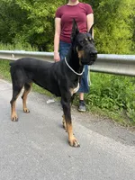 Jellybean, a female Great Dane for sale in Beaver Dams, NY – Photo 5 of 6