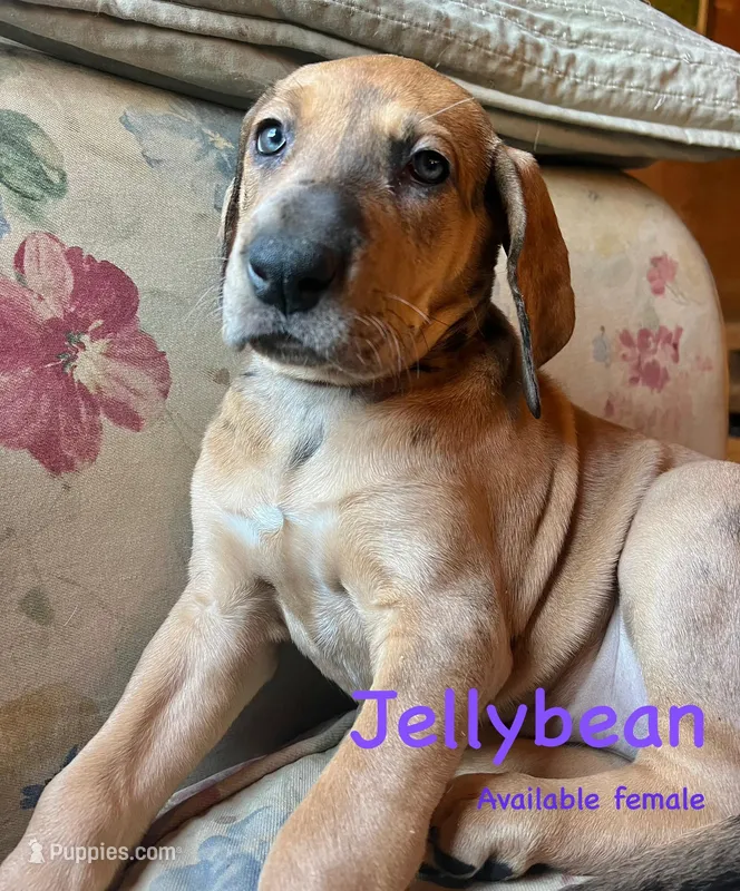 Jellybean – Great Dane puppy for sale in Beaver Dams, NY