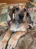Jellybean, a female Great Dane for sale in Beaver Dams, NY – Photo 4 of 6