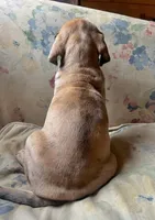 Jellybean, a female Great Dane for sale in Beaver Dams, NY – Photo 5 of 5