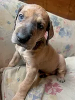 Jellybean, a female Great Dane for sale in Beaver Dams, NY – Photo 4 of 5