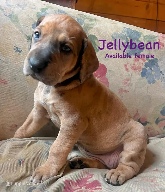 Jellybean