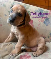 Jellybean, a female Great Dane for sale in Beaver Dams, NY – Photo 1 of 5
