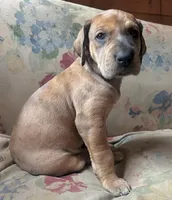 Jellybean, a female Great Dane for sale in Beaver Dams, NY – Photo 2 of 5