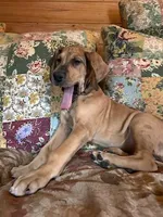 Jellybean, a female Great Dane for sale in Beaver Dams, NY – Photo 6 of 6