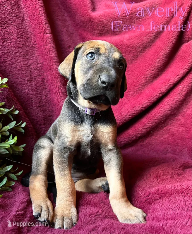 Waverly – Great Dane puppy for sale in Beaver Dams, NY