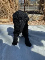 Batman, a male Labradoodle for sale in Marshall, AR – Photo 1 of 3