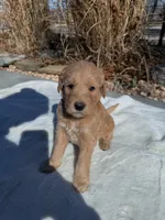 Rosebud, a female Labradoodle for sale in Marshall, AR – Photo 1 of 3