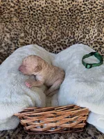 processed/a2894c17-fa12-4849-8063-35580fa0b823/listing/30fc3345-b707-4812-aa59-66d48df4d516/230bdb8a-9d44-42aa-b6c0-af99714ff2b1