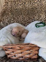 processed/a2894c17-fa12-4849-8063-35580fa0b823/listing/30fc3345-b707-4812-aa59-66d48df4d516/552d90c7-8d85-4848-960f-e281aeca601d