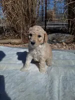 Buddha, a male Labradoodle for sale in Marshall, AR – Photo 1 of 3