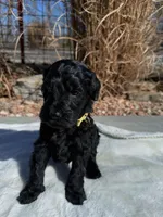 Ollie , a male Labradoodle for sale in Marshall, AR – Photo 1 of 3