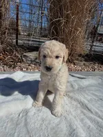 Budderball, a male Labradoodle for sale in Marshall, AR – Photo 1 of 3