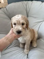 Mudbud , a male Labradoodle for sale in Marshall, AR – Photo 2 of 3