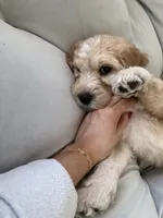 Mudbud , a male Labradoodle for sale in Marshall, AR – Photo 3 of 3