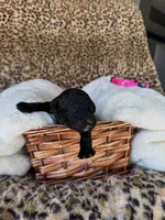 processed/a2894c17-fa12-4849-8063-35580fa0b823/listing/4f86c6a8-5dec-4b5f-b1e6-0c6123f8bc84/0b1b7241-d90f-4fd5-95e0-9fcc499dba30