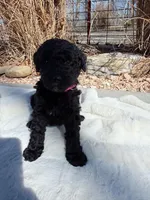 Curly Jo, a female Labradoodle for sale in Marshall, AR – Photo 1 of 3