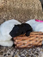 processed/a2894c17-fa12-4849-8063-35580fa0b823/listing/4f86c6a8-5dec-4b5f-b1e6-0c6123f8bc84/b0dae290-cb55-4baf-b9ee-76e2d6882b73