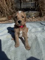 B-Dawg, a male Labradoodle for sale in Marshall, AR – Photo 1 of 3