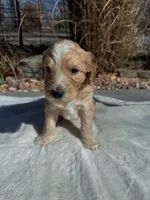 Mudbud, a male Labradoodle for sale in Marshall, AR – Photo 1 of 3