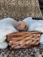 processed/a2894c17-fa12-4849-8063-35580fa0b823/listing/8f54eae6-3ac7-469c-a9bd-758056838687/9016a75e-27bb-41e3-b39b-a7f51b5f0f82