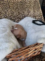 processed/a2894c17-fa12-4849-8063-35580fa0b823/listing/8f54eae6-3ac7-469c-a9bd-758056838687/a239417a-b85f-486c-bd55-94aa1234c834