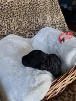 processed/a2894c17-fa12-4849-8063-35580fa0b823/listing/b7f443c2-4e65-436a-9259-130b839e1fa4/852c261e-4caa-4ae9-8f73-5e24837e7842