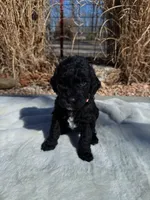 Olive , a female Labradoodle for sale in Marshall, AR – Photo 1 of 3