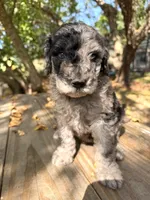 Lida Blu , a female Poodle - Standard  for sale in Hebron, MD – 5 of 6