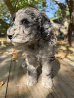 Lida Blu , a female Poodle - Standard  for sale in Hebron, MD – 3 of 6