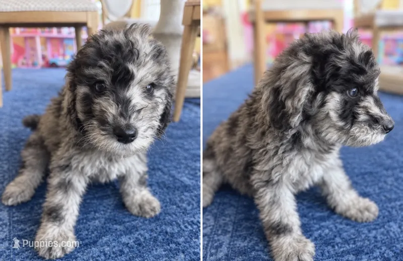 Lida Blu  – Poodle - Standard  puppy for sale in Hebron, MD