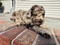 Annie , a female Poodle - Multi-Colored Standard for sale in Hebron, MD – 2 of 2