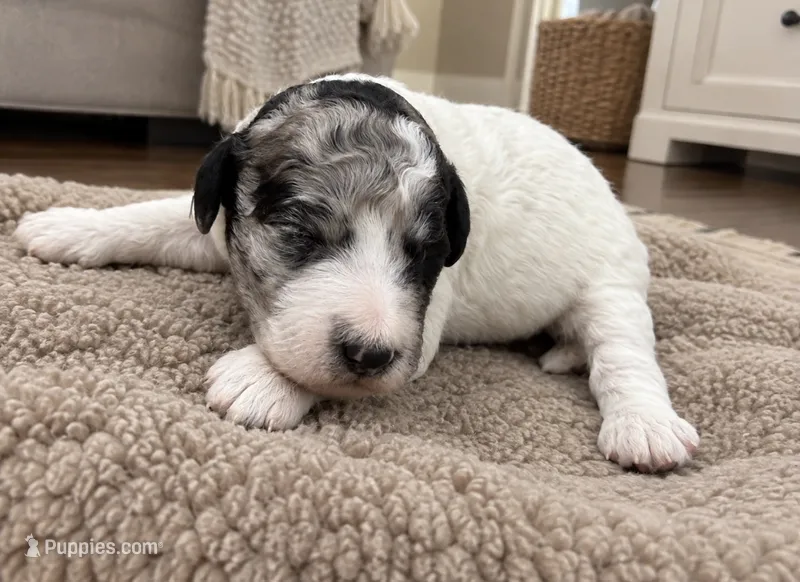 Frannie  – Poodle - Standard  puppy for sale in Hebron, MD