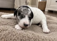 Frannie , a female Poodle - Standard  for sale in Hebron, MD – 1 of 3