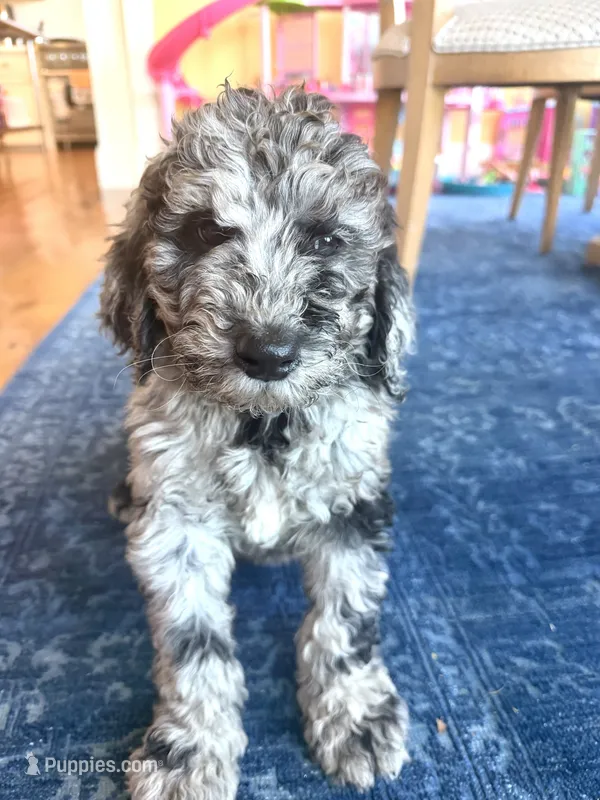 Madden – Poodle - Standard  puppy for sale in Hebron, MD