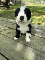 Waylon , a female Sheepadoodle for sale in Hebron, MD – Photo 2 of 5